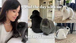 Spend the day with me & my 3 bunnies! 🐰 by Dumbo and Bear 909 views 2 years ago 8 minutes, 11 seconds