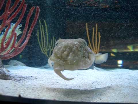 Funny squid - YouTube