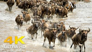 Our Planet 🌎 4K African Wildlife   Great Migration from the Serengeti to the Maasai Mara, Kenya