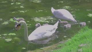 Summerlee Swans May 2024   HD 1080p