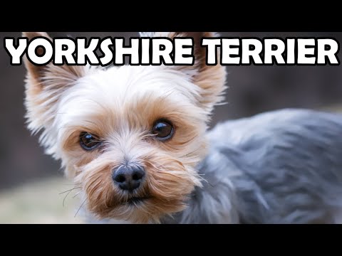 Wideo: Yorkshire Terrier Lub Yorkie Dog Rasa Hipoalergiczna, Zdrowie I Długość życia