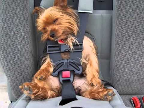 Image result for Picture of a dog in a car restraint