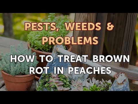 วีดีโอ: Peach Brown Rot คืออะไร – วิธีควบคุมการเน่าสีน้ำตาลบนต้นพีช