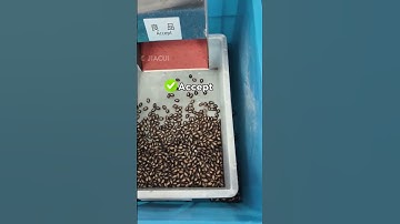 Watermelon Seed Sorting Machine | Sorting Perfect vs Defective Seeds