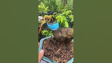 Gốc nhớt củ đế lh 0766765975