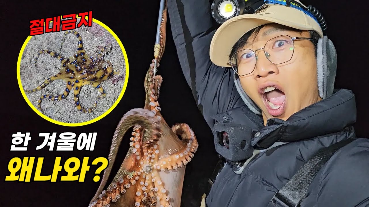 겨울 제주 바다에 또 나타난 독 문어! 해루질도 대박! 근데 왜 지금 나오죠?