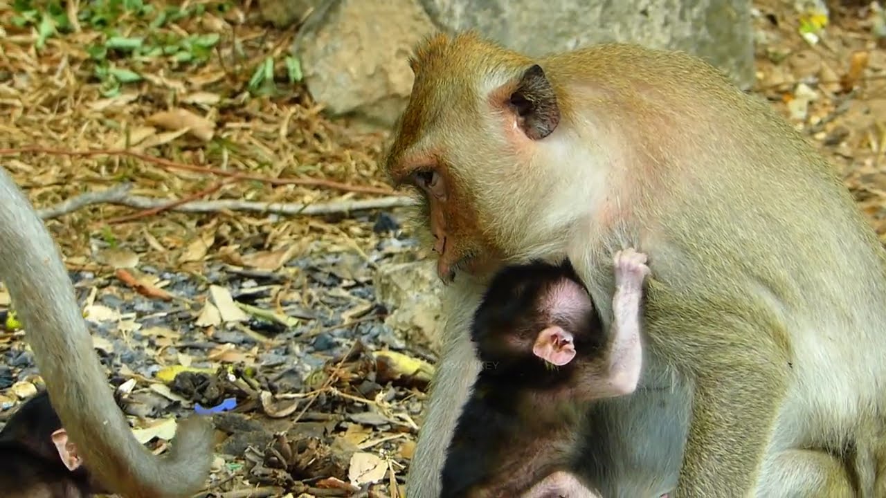 New Clip.../ 8 Day Mom Lucy Play With Her Baby Jam