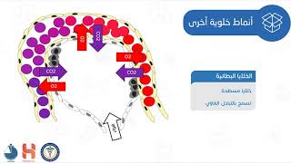 أنواع خلوية أُخرى في الظهارة التنفُّسية