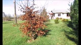 Parcela Cayumapu con casa