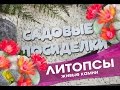 Литопсы  - секреты ухода и выращивания в домашних условиях. Проверенный способ пересадки.