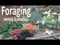 Foraging Wild Food -Survival Texas-