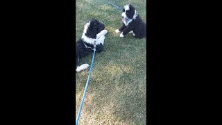 HOT SUMMER | 10 MONTHS OLD SHEEPADOODLE by Milo the Sheepadoodle 8 views 1 year ago 5 minutes, 1 second