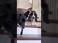 Billie Basset is Scared of the Stairs