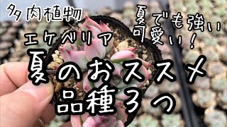 【多肉植物】エケベリア夏におススメの品種3つ！