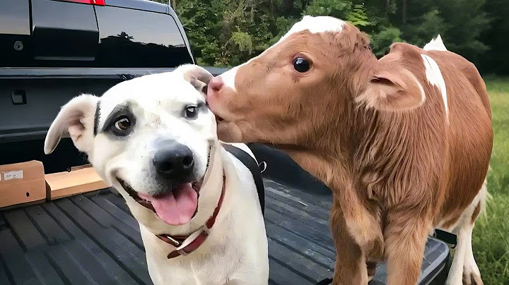 Funniest Animal Chases Caught on Camera 🐶