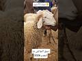 خروف ساموه فوق 12مليون من سوق المواشي بئر المقدم خروف العيد خروف سوق المواشي اكسبلور