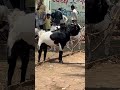 Bakra mandi live #newshorts #newparliament #goat #explore #share #bakramandi