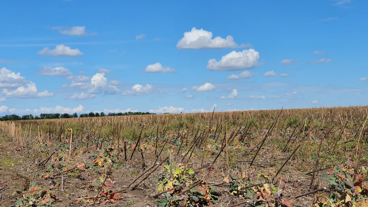 ПОСЕВ ОЗИМОЙ ПШЕНИЦЫ ПО NO-TILL 2022.16.09.22.МТЗ 892,СЗ-3.6 - YouTube