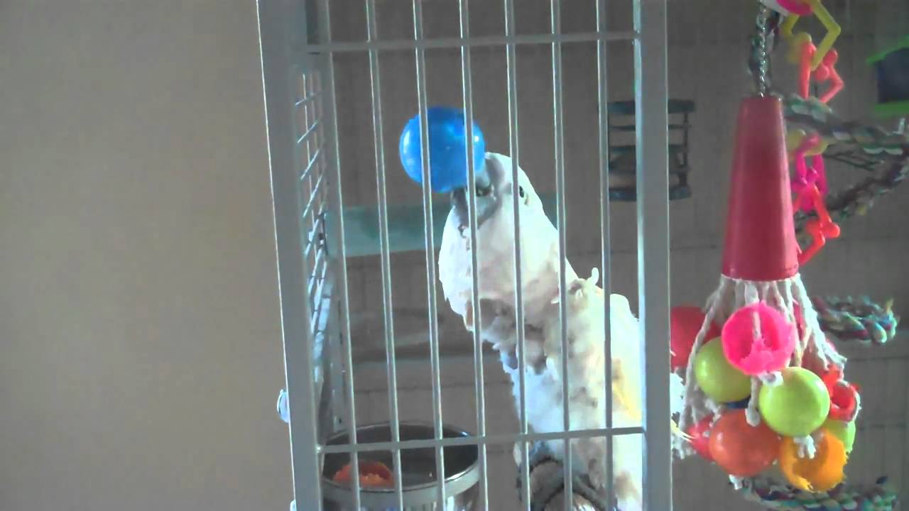 cockatoo price ph Mulligan the Wonder 'Too!