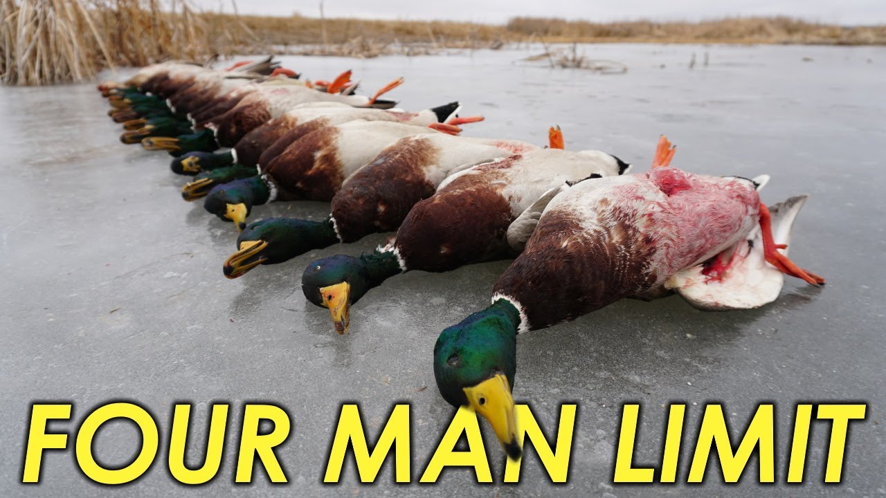 Back to Back Mallard LIMITS! Duck Hunting 2019 YouTube