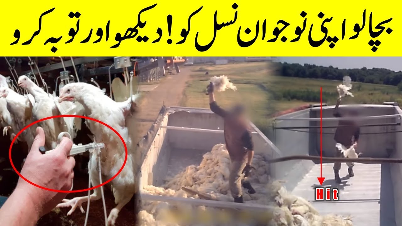 An Inside Look At Chicken Farm || Intelligent Technology Smart Farming