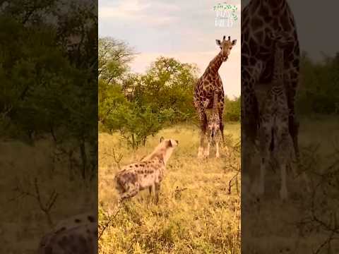 Giraffe Mom Protecting
