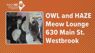 Fetch ME a Home: Meet Owl and Haze