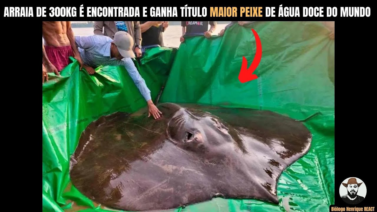 ARRAIA DE 300KG É ENCONTRADA E ganha título MAIOR PEIXE DE ÁGUA DOCE DO MUNDO  | Biólogo Henrique