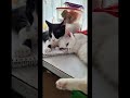 #cat #cute #trending #fyp #cutepet #madiztrup