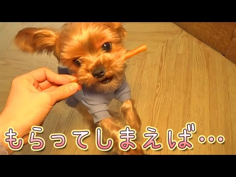 【ヨークシャテリア】もらうまでは良い子なんですが…【Yorkshire Terrier】