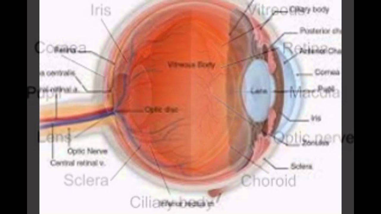 camera iphone 8 plus apk Anatomy Of An Eye