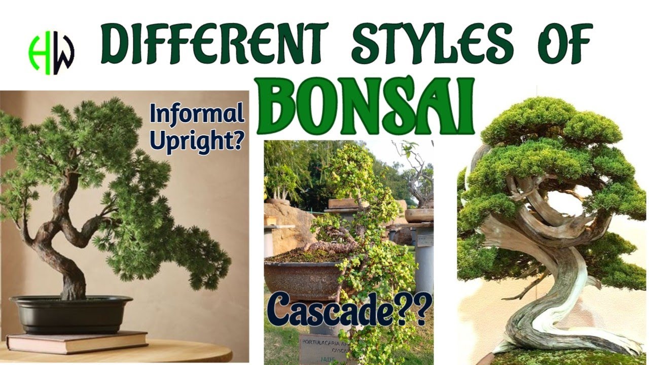 Different styles of BONSAI🔥| 