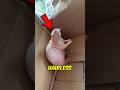 5 Weirdest Hairless Animal