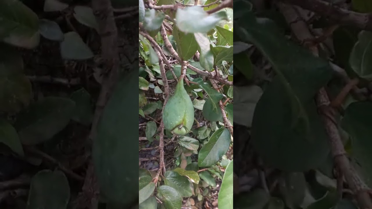 Sung thằn lằn bổ thận tráng dương trị thận suy hiếm muộn nam.