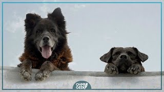 Quiltros De Chile Al Mundo Gracias A Doental Que Irá A Festival De Cine