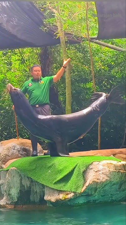 Singapore Zoo | Sea Lion Show 🦭| #shorts #short #shortvideo #singapore
