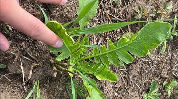 Food plot review (turnip,radish,clover,rye,oats etc.) and target practice