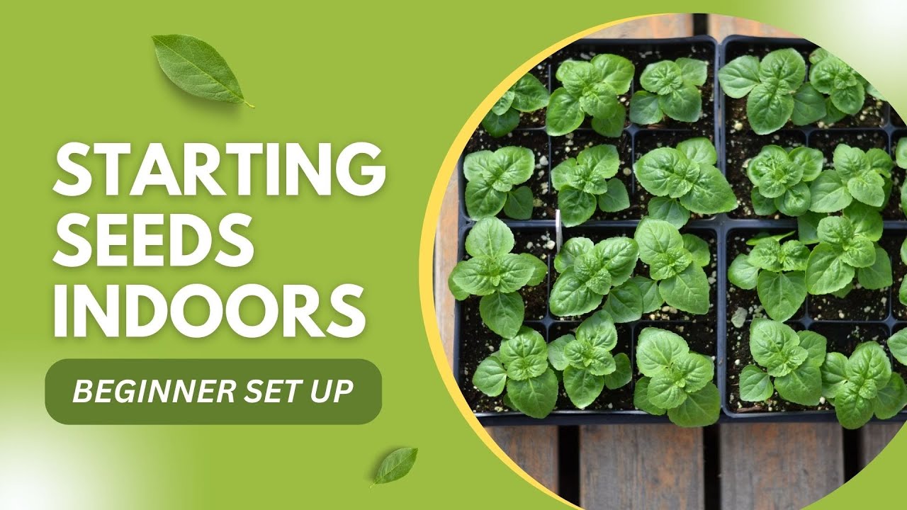Growing Vegetables from Seeds Cheap and Simple Beginner Indoor Set Up