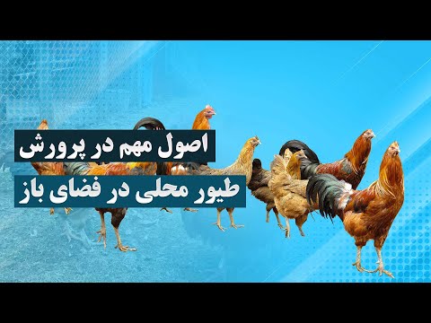 اصول مهم در پرورش طیور محلی در فضای باز