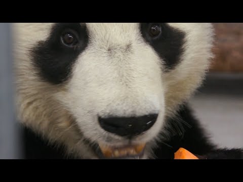 Панда Жуи: как договориться с медведем 🐼