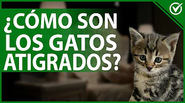 ¿Cómo de raro es un gato gris sólido?