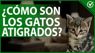 ¿Cómo Son los Gatos Atigrados?  Características Físicas y Comportamiento