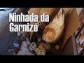 2ª Ninhada da Garnizé (como criar mini-galinha, querrexel, carijó)