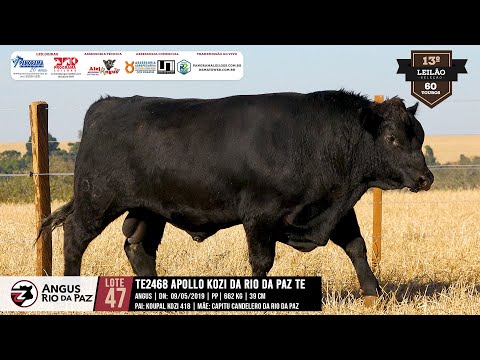 LOTE 47 - 2468 APOLLO KOZI DA RIO DA PAZ TE