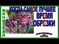 🍇 Никогда не начинай обрезку винограда пока не ... Когда можно обрезать виноград без вреда.