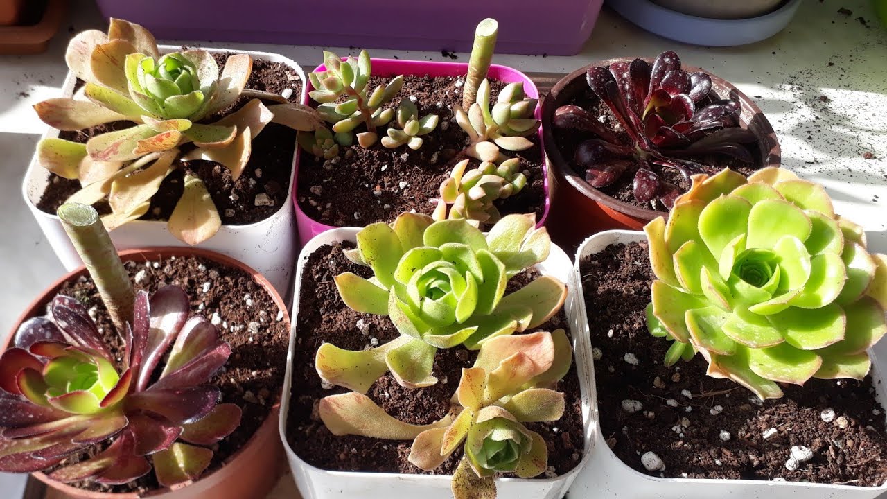 Aeonium Sukulent Türleri/Çelik alma yöntemi ,üretim zamanı .