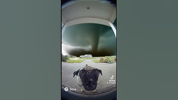 Quick! Wash his bellyyyyyyyyyyyyyyy #viral #ai #aishorts #soraai #pibble