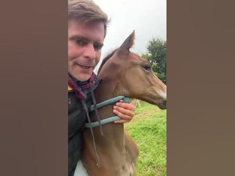 Mein kleiner wilder Hengst
