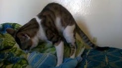 chat fait sex avec coat