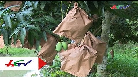Trồng xoài Đài Loan áp dụng kỹ thuật bao giấy | HGTV